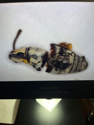 Weevil (Broad-nosed Weevil likely)