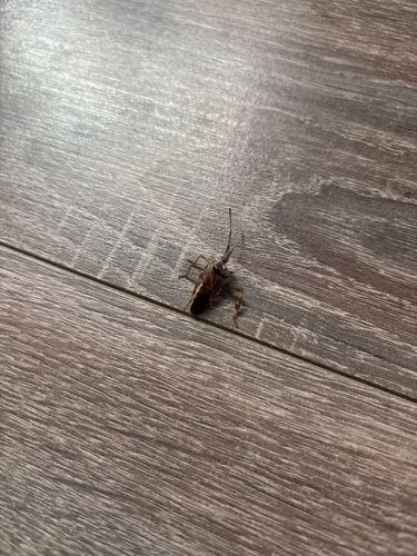 Western Conifer Seed Bug
