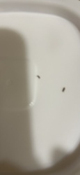 Fungus Gnat