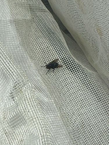 House Fly