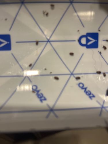 Sawtoothed Grain Beetle