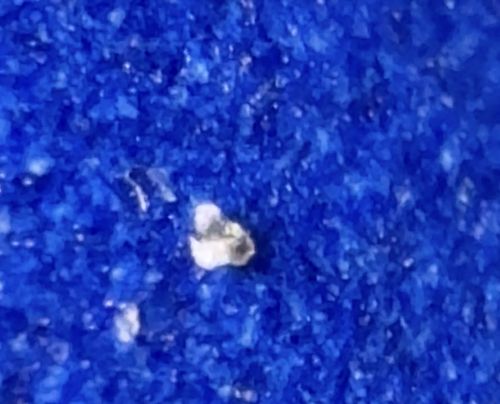 Fruit Fly pupa/larva (suspected)
