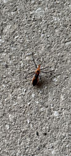 Milkweed assassin bug