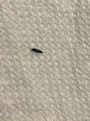 Thrips