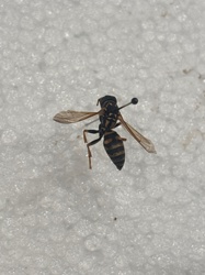 Paper Wasp