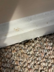 Carpet Beetle larvae