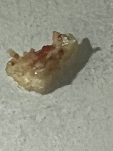 Junk bug (Green lacewing larva)