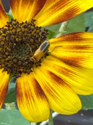 Two-spotted Grass Bug
