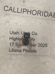 Blow Fly, Carrion Fly, or Cluster Fly (specific species cannot be determined from the image)