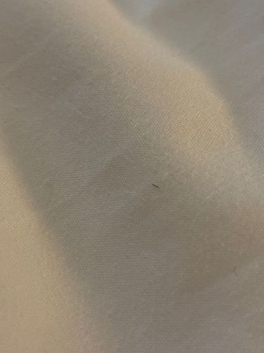 Unidentifiable insect/debris