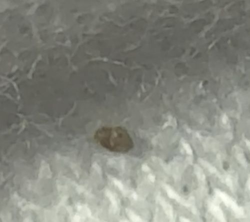 Varied Carpet Beetle