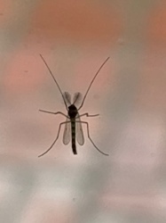 Mosquito