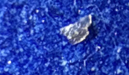 Plaster Bagworm (or Household Casebearer)