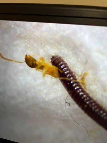 Subterranean Termite (worker and soldier castes visible)