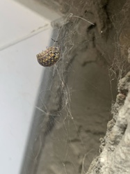Carpet beetle (likely Varied Carpet Beetle)