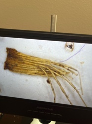 Carpet Beetle Larva (likely varied, common, or black carpet beetle)