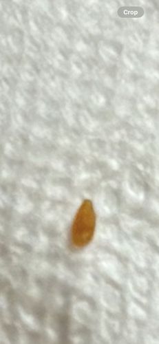 Carpet Beetle Larva (most likely)