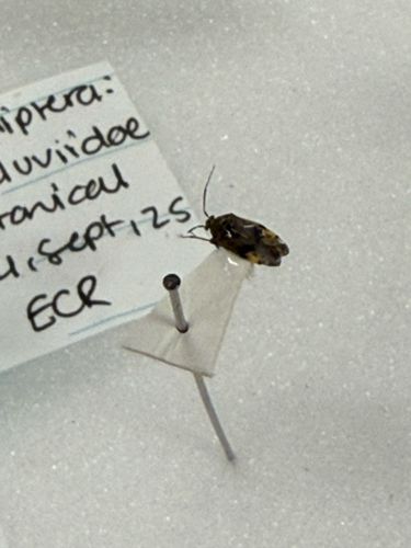 Fruit Fly (likely Drosophilidae family)