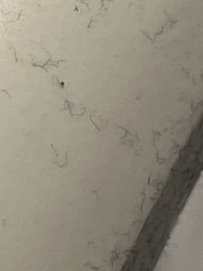 Dust Mite (or possibly a similar small arthropod)