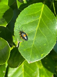 Two-spotted Stink Bug (likely)