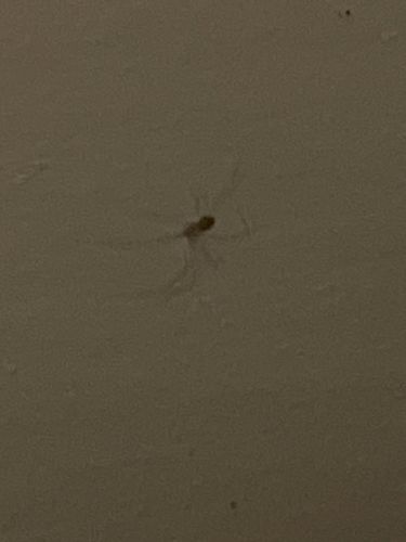 Cellar Spider / Daddy Long-legs Spider