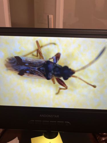Ant mimicry bug