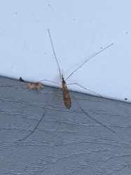 Crane Fly