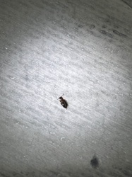 Carpet Beetle