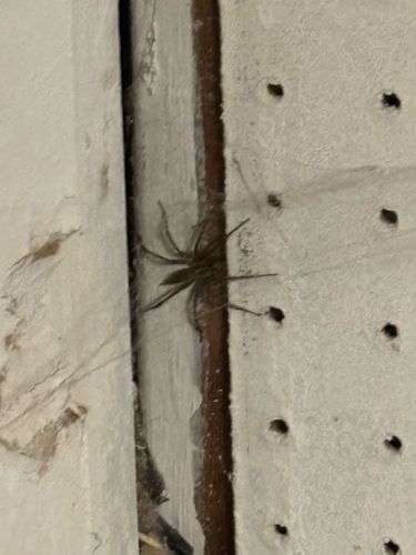 Cellar Spider, Daddy Long-legs Spider