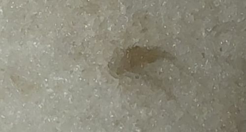 Book louse (sometimes called Flour/Grain Mite in certain contexts, though technically a psocid)