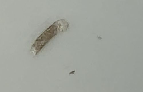 Household Casebearer