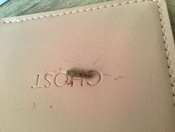 Case-bearing Clothes Moth Larva