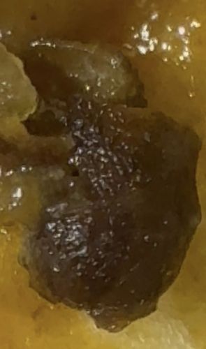 Ant Head (Isolated)