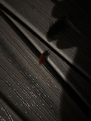 Glow-worm (likely a female Lampyris noctiluca, but could be another species of firefly/glow-worm)
