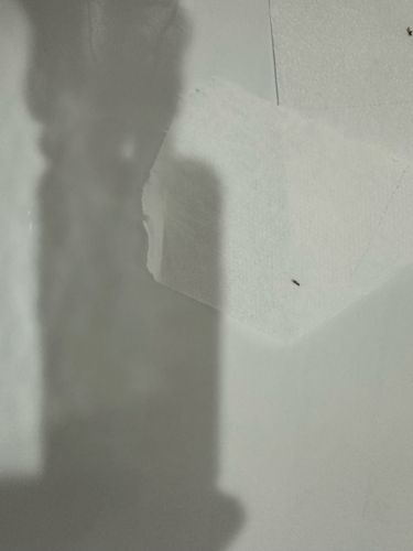 Fungus Gnat (likely)