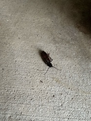 American Cockroach