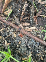 Woodlouse Hunter Spider