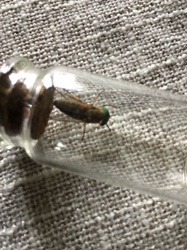 Deer Fly
