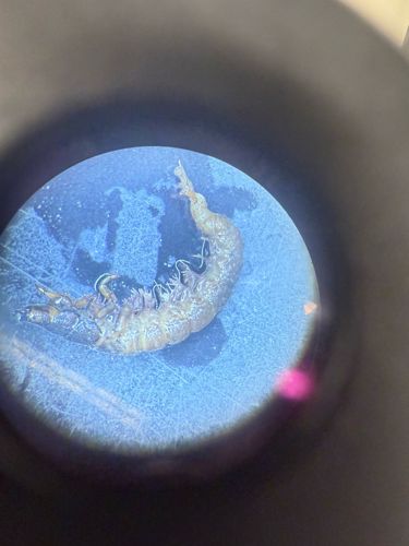 Scud, Freshwater Shrimp, Gammarid Amphipod