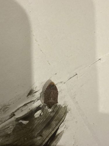 Brown Marmorated Stink Bug