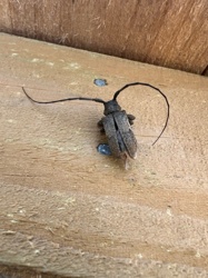 Broad-necked Root Borer