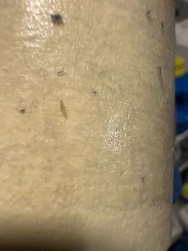 Flesh fly larvae (maggots)