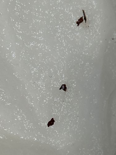 Bed Bug (exoskeleton fragments/fecal matter)