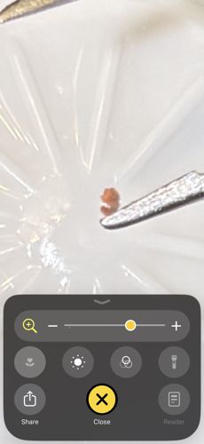 Common Bed Bug (Nymph)