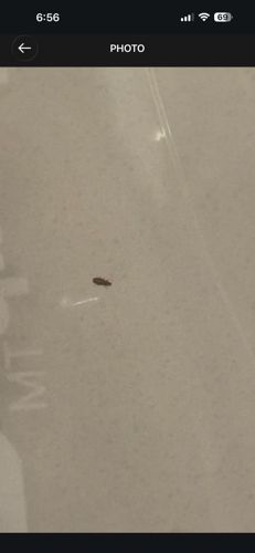 Sawtoothed Grain Beetle