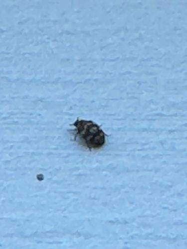 Varied Carpet Beetle