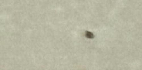 Varied Carpet Beetle (Adult) or Black Carpet Beetle