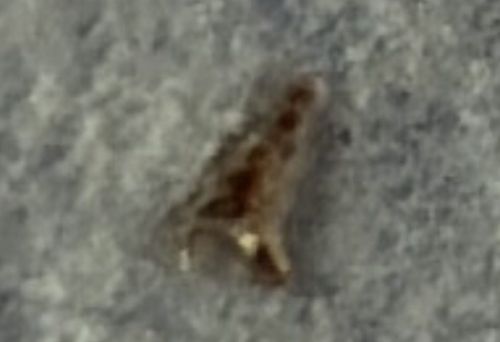 Lace Bug