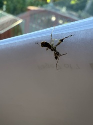 Stick Insect / Walking Stick
