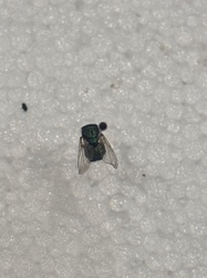Bottle Fly, Green Bottle Fly, or Blue Bottle Fly